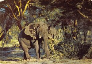 BF38604 africa   elephant elepahnt  animal animaux