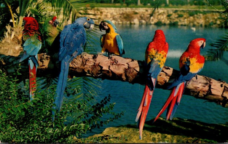 Florida Tampa Busch Gardens Trained Parrots 1976