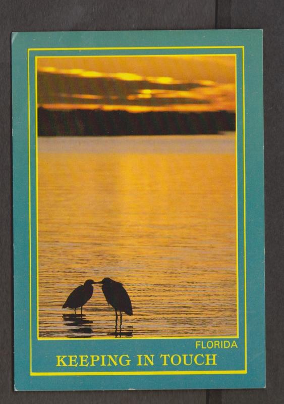 Birds & Beautiful Florida Sunset - 1960s - Unused