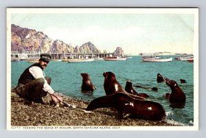 Santa Catalina Island CA-California, Feeding Seals at Avalon, c1910 Postcard 