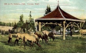 Elk in Point Defiance Park - Tacoma, Washington