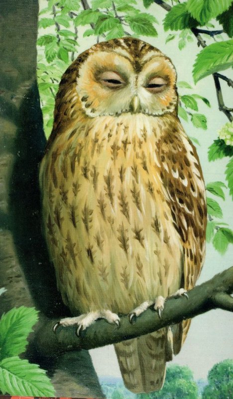 1960s Tawny Owl Vintage Ladybird Book Childrens Birds Postcard