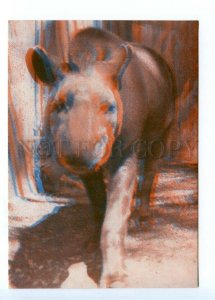 498596 USSR 1967 year Latvia Riga Zoo tapir Brenzi stereo volumetric postcard