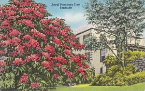 Bermuda Royal Poinciana Tree 1956