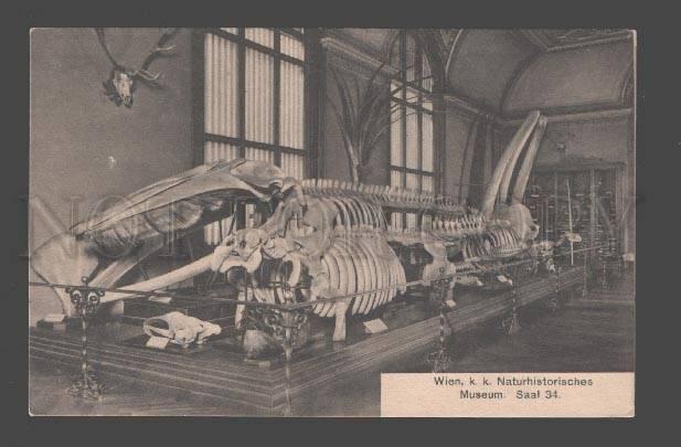 086542 Skeleton Animal Dinosaur NATURE History MUSEUM vintage2