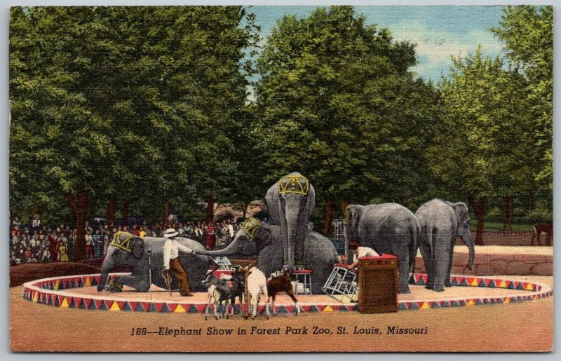 St. Louis Missouri 1955 Postcard Elephant Show In Forest Park Zoo