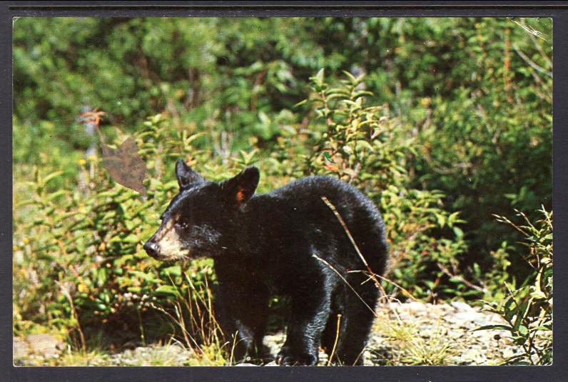 Black Bear,GreatSmoky  Mountains