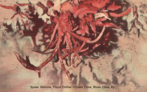 Vintage Postcard 1930's Spider Helictite Floyd Collins' Crystal Cave Horse Cave