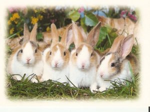 Animals. Four rabbits Modern German PC Size 16 x 11,5 cms