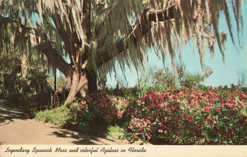 Postcard Legendary Spanish Moss and Azaleas in Florida 