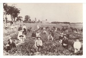 VT - New Haven. Picking Strawberries circa 1900 (modern continental size card)