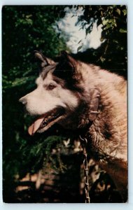 ANCHORAGE, AK Alaska ~ YUKON Husky DOG Leader c1940s   Postcard