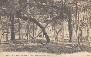 The Gigantic Grape Vine Wildwood, New Jersey  