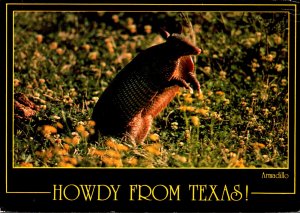 Texas Armadillo Howdy From Texas