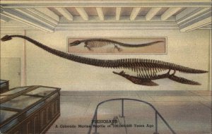 DENVER COLO CO Museum of Natural History DINOSAUR SKELETON LINEN Postcard