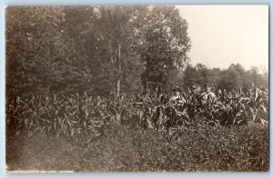 Farming Postcard RPPC Photo Corn Field Farmers c1910's Unposted Antique