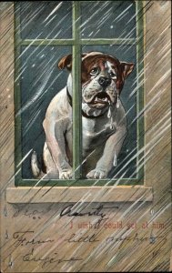 Sad Crying Bulldog Bull Dog in Window Comic c1910 Vintage Postcard