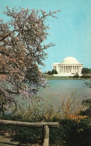 Vintage Postcard Cherry Blossom Time Trees The Jefferson Memorial Washington DC