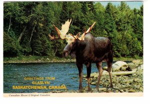 Greetings from Glaslyn, Saskatchewan, Canadian Moose,