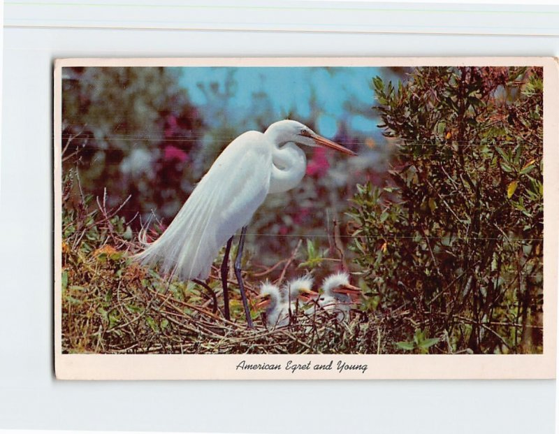 Postcard American Egret And Young At Everglades National Park, Florida