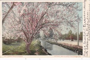 California San Diego Almond Trees In Bloom 1906 Detroit Publishing