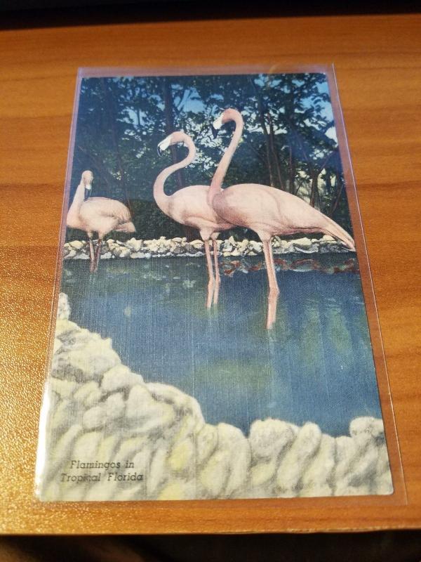 Antique/Vintage Florida Postcard, Flamingos in Tropical Florida