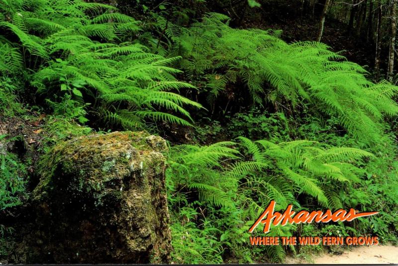 Arkansas Ponca Wilderness Area Wild Ferns