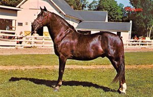 Morgan Horse Unused 