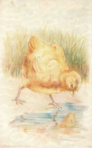 Vintage Postcard 1910's Eastertide Holiday Special Celebration Mother Hen Pond