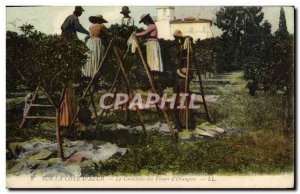Old Postcard On Cote d & # 39Azur Picking flowers & # 39orangers Folklore