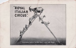Royal Italian Circus Japanese Dog & Goat Ladder Antique Worn Postcard