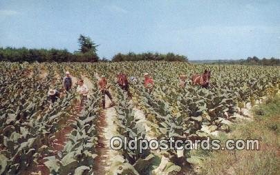 Harvesting Tobacco Farming Unused 