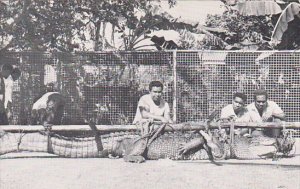 Caroline Islands Marine Crocodile 14 1/2 Feet Long Caaptured In Ngaremiengui ...