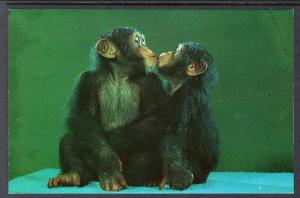 Chimpanzees Kissing