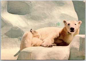 1986 Zoo Polar Bear And Cub Ursus Maritimus San Diego California Posted Postcard