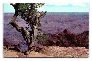 Grand Canyon National Park Arizona Fred Harvey Postcard