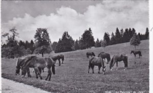Switzerland Au Paturago du Jura Horses 1962 Photo