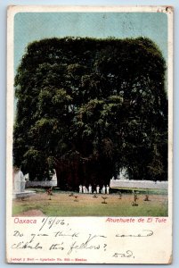 Oaxaca Oaxaca Mexico Postcard Ahuehuete of El Tule 1906 Antique Posted