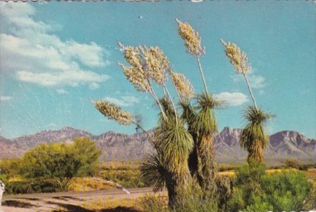 Cactus Spanish Bayonet or Desert Yucca