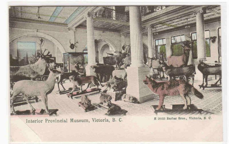 Provincial Museum Interior Deer Elk Wolf Victoria BC Canada 1905c postcard