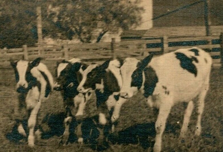 Vtg Véritable Photo Carte Postale Cppr 1920s Noko Holstein-Friesian Noir & Cows