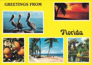 Greetings From Florida Multi View