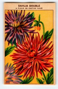 1920's Flower Seed Art Print DAHLIA DOUBLE Lithograph Original Vintage Unused