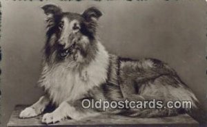 Collie Dog 1931 light wear close to grade 2, postal used 1931
