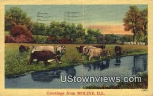 Moline, Illinois     ;     Moline, IL  