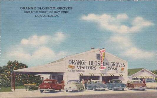 Florida Largo Orange Blossom Groves One Mile North Of Bay Pines