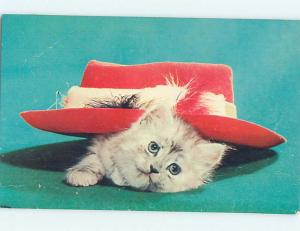 Pre-1980 CUTE KITTEN CAT PLAYS UNDER A HAT n0393
