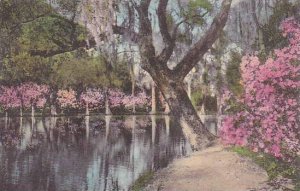 South Carolina Charleston Magnolia Gardens Albertype