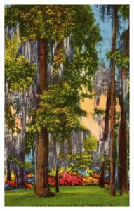 Vintage 1940s Postcard Scenic Brockwood Park Giant Trees Valdosta Georgia