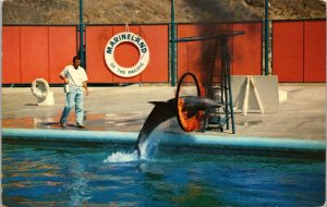 Flaming Hoop Jump Marineland Pacific Sea Circus Arena Wob Note Glendale Postcard 